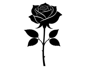 Rose flower silhouette, botanical and nature beauty isolated on transparent background.