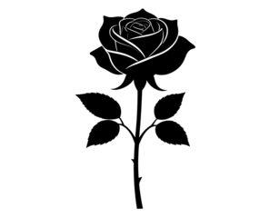 Rose flower silhouette, botanical and nature beauty isolated on transparent background.