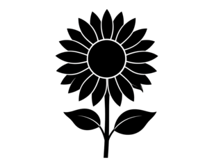 Sunflower flower silhouette, botanical and summer concept isolated on transparent background.