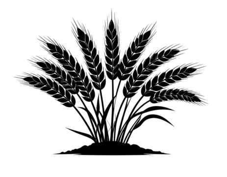 Wheat plant silhouette, harvest and rural landscape isolated on transparent background.