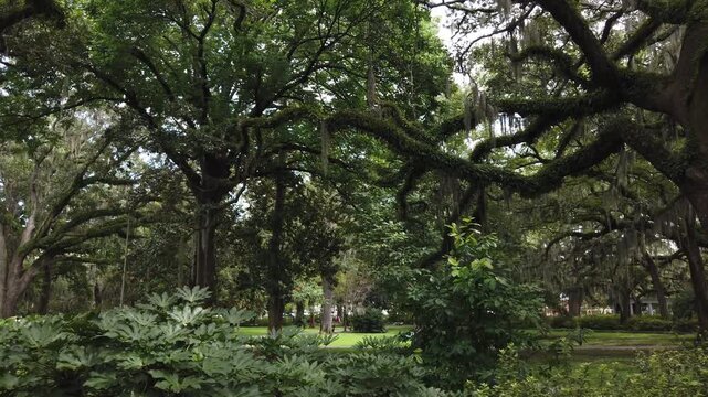 Slow summer walk Big green beautiful park with weeping Willow trees and white building