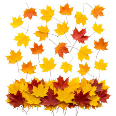 Obraz premium Scattered Autumn Maple Leaves on Black Background fall