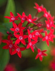 Close-up of bright red flowers
