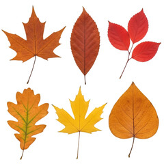 Six Autumn Leaves of Various Shapes and Colors on Black Background