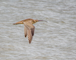 great blue heron in flight