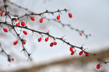  Thorny branches and red berries of barberry bush against a snowy winter landscape.  Japanese Barberry branches in winter. Closeup outdoors photo.