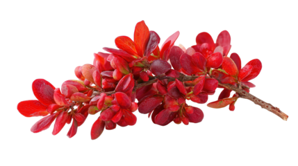 Barberry background isolated on a Transparent background, PNG file.