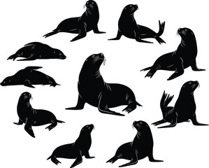 Naklejka premium Sea lion silhouettes, marine animal poses, black vector icons, wildlife illustration, aquatic mammals, educational design, nature clipart, stock graphic