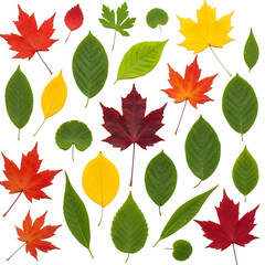 Obraz premium Assortment of Autumn Leaves on Black Background fall