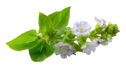 Basil flower background isolated on a Transparent background, PNG file.