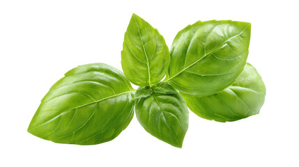 Basil leaf background isolated on a Transparent background, PNG file.