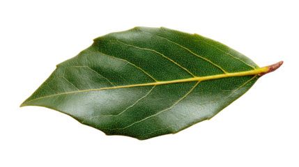 Bay leaf fragment background isolated on a Transparent background, PNG file.