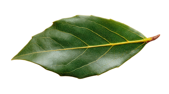 Bay leaf fragment background isolated on a Transparent background, PNG file.