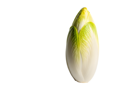 Fresh Belgian endive vegetable isolated on a clean white background, ready for healthy cooking.