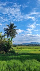 Obraz premium Lush green rice field under a blue sky with palm tree