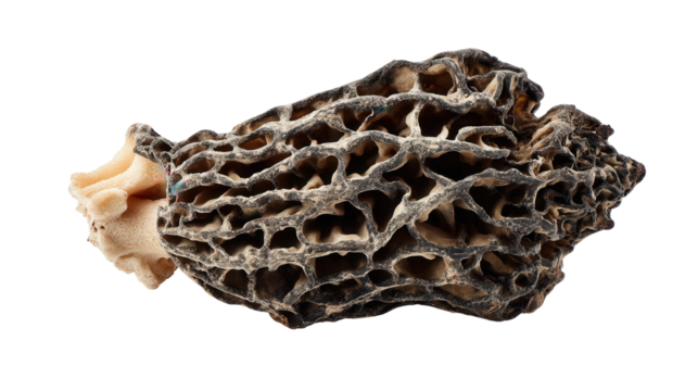 Black morel fragment background isolated on a Transparent background, PNG file.