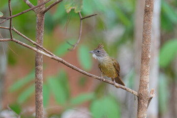 Puff-throated Bulbul bird perching on branch. Bird watching in natural habitats in the forest.