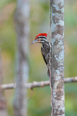Common Flameback (Dinopium javanense) bird perching on the tree. Bird watching in natural habitats in the forest.
