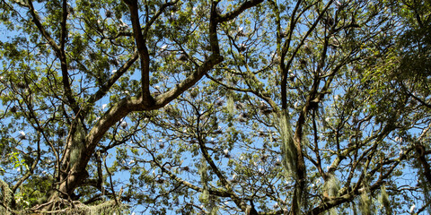 Many white herons in a large tree in Batista Campos square, in the city of Belém, state of Pará,...