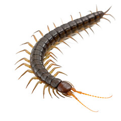 Obraz premium Centipede Close-Up: A striking close-up photograph of a centipede, showcasing the intricate details of its segmented body, numerous legs, and unique head structure.