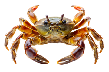Crab, with raised claws and legs, cutout, PNG isolated on white or transparent background
