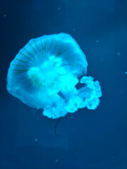 Jellyfish in water
