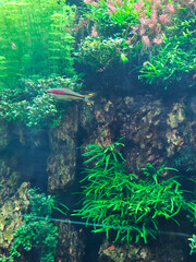 Fish in water