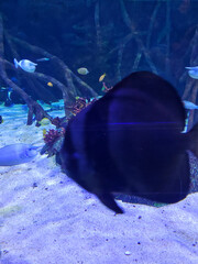 Fish in water