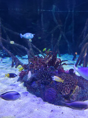 Fish in water