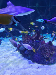 Fish in water