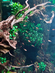 Fish in water