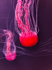 Jellyfish in water