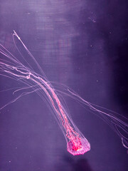 Jellyfish in water