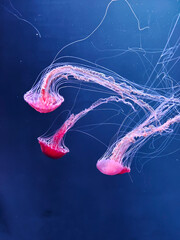 Jellyfish in water