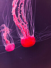 Jellyfish in water