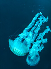 Jellyfish in water