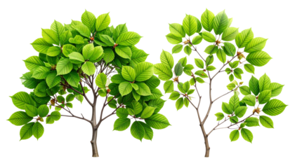 Pair of Beech Branches in Different Shapes and Angles isolated on transparent background.