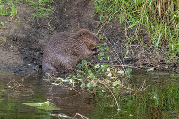 Beaver sitting on the riverbank beside water, eating branches and leaves