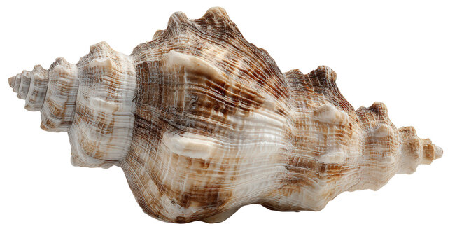 Busycon shell background isolated on a Transparent background, PNG file.