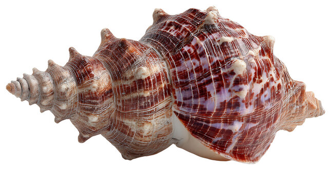 Busycon shell background isolated on a Transparent background, PNG file.