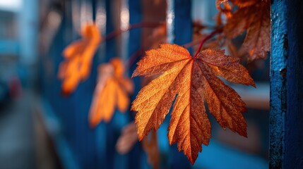 Vibrant orange autumn maple leaf glowing in warm sunlight with blurred blue background, close-up shot of fall foliage