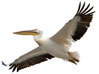 Great white pelican in flight, wings outstretched, isolated on transparent background