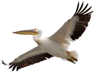 Great white pelican in flight, wings outstretched, isolated on transparent background
