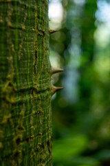 Close-up of a thorny green tree trunk