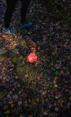 A vibrant red Amanita muscaria, brightly illuminated by the early morning sunlight, lies on the dark, leafy ground of an autumn forest near the feet of a mushroom picker.