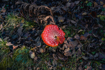 Fototapete bei efototapeten.de bestellen   