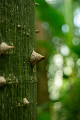 Close-up of a thorny tree trunk in nature