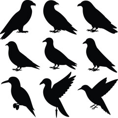 Fototapeta premium Bird silhouettes various poses vector avian