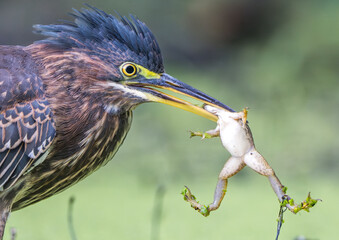 A close up of a green heron with a frog in its beak hanging down with head crushed between the bill of the heron. 