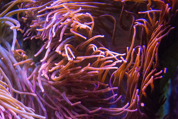 Vibrant sea anemone tentacles in aquarium